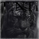 T!NTi on Amazon music