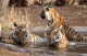 Golden Triangle Tour with Ranthambore